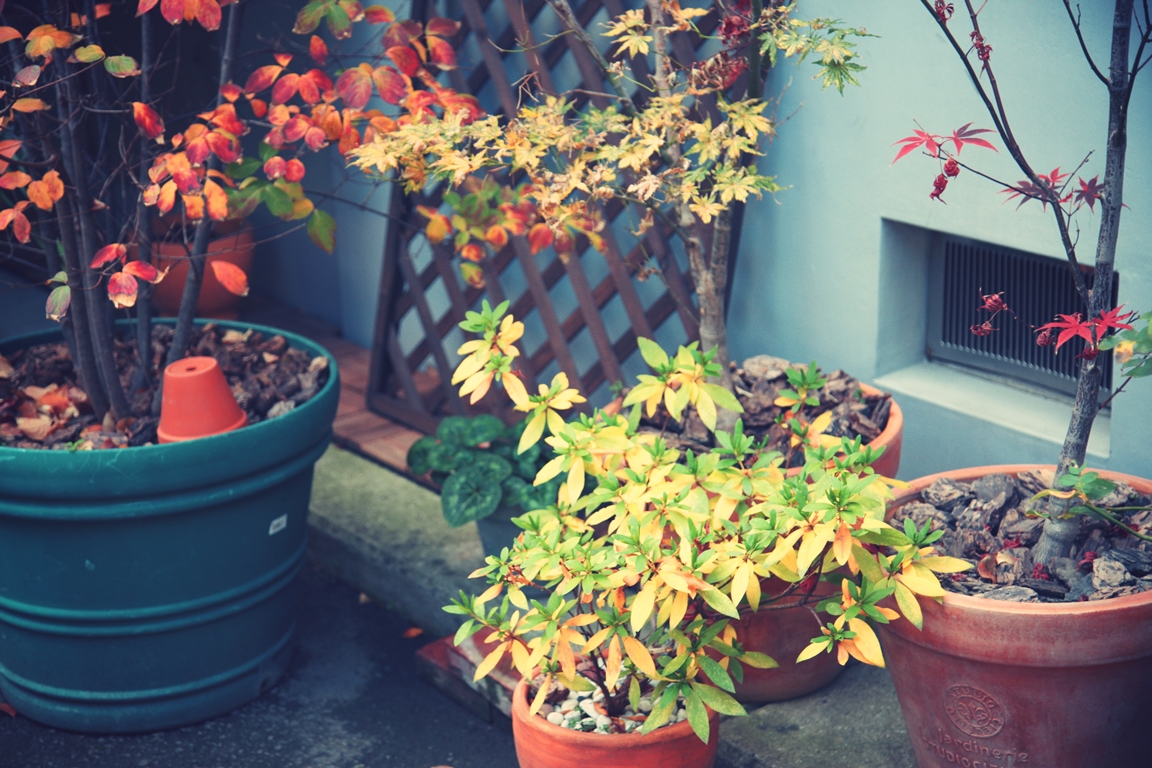 メゾン松原 植物コンテナ(北側) 植物コンテナ(北側)2014 秋(eos5d2 ef24-105mm + Toycamera Analogcolor)