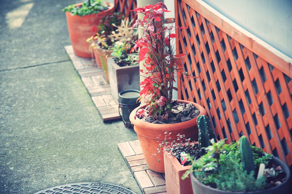メゾン松原 植物コンテナ(南階段前) 植物コンテナ(南階段前)2014 秋(eos5d2 ef24-105mm + Toycamera Analogcolor)
